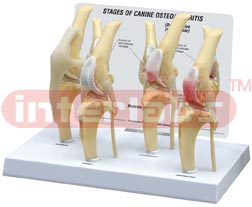 Canine 4-Stage Knee